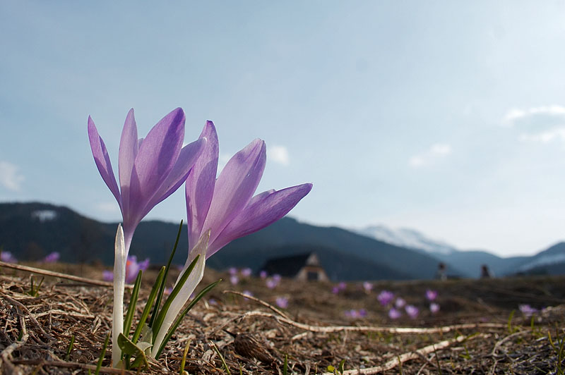 Wiosenne krokusy w Tatrach